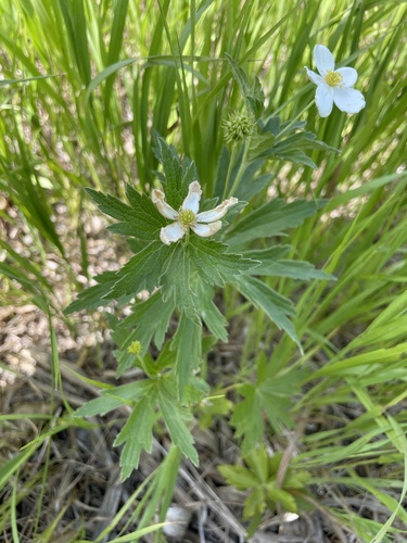 Canada anemone
