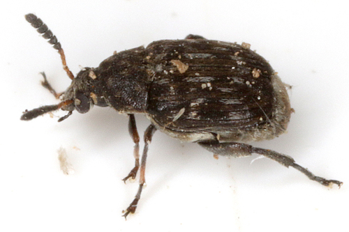 Bruchidius lividimanus