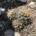 Ancistrocactus brevihamatus - Photo (c) tuff13, all rights reserved, uploaded by tuff13