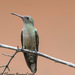 Scaly-breasted Hummingbird - Photo (c) Theresa Bayoud, all rights reserved, uploaded by Theresa Bayoud