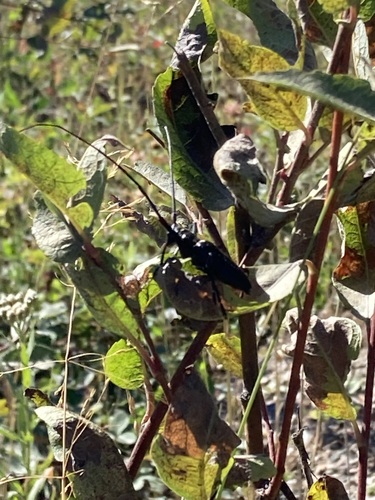 White-spotted Sawyer