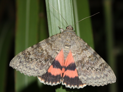 French Red Underwing