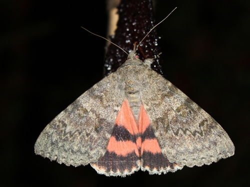 French Red Underwing