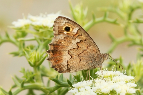 Tree Grayling