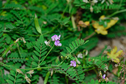 Astragalus complanatus