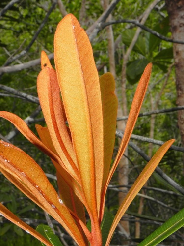 taxonomy_inaturalist image for Leptostylis