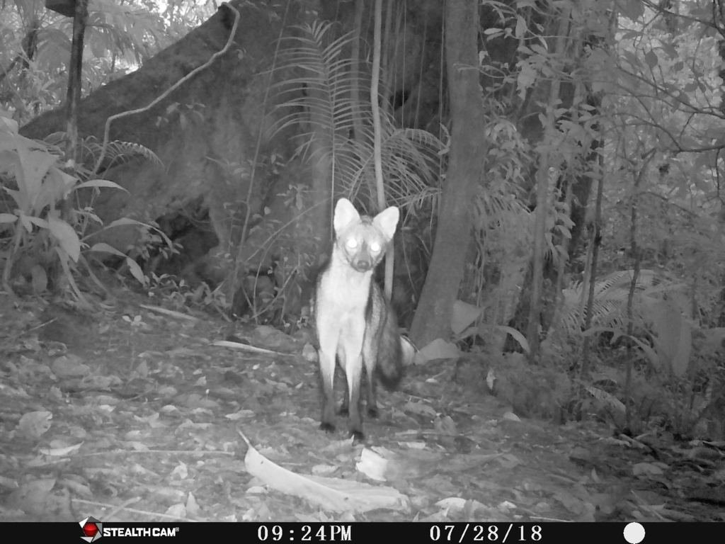 crab-eating-fox-from-unnamed-road-s-o-bento-do-sul-sc-brasil-on