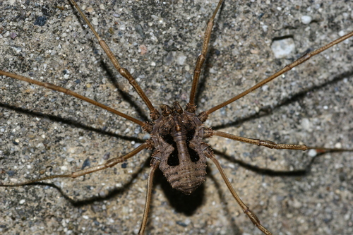 Bidentolophus bidens