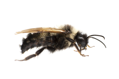 Lemon Cuckoo Bumble Bee