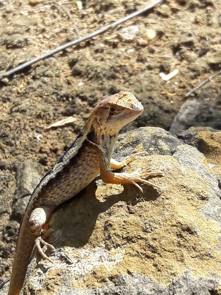 Stenocercus puyango from Unnamed Road, Ecuador on August 7, 2018 at 01: ...