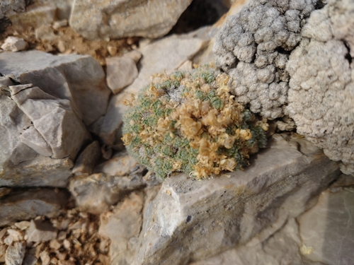 Draba acaulis