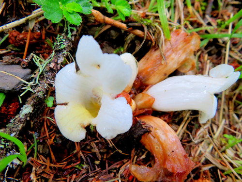 Christisonia hookeri