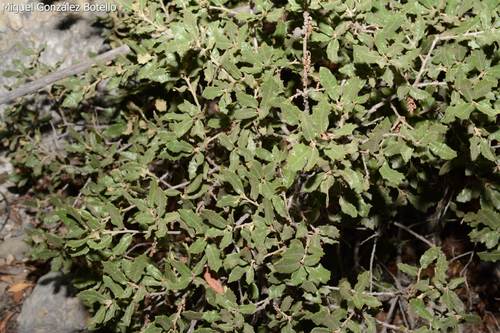 Quercus supranitida