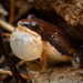 Small Cricket Frog - Photo (c) Jithesh Pai, all rights reserved, uploaded by Jithesh Pai