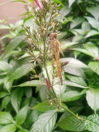 Wandering Glider