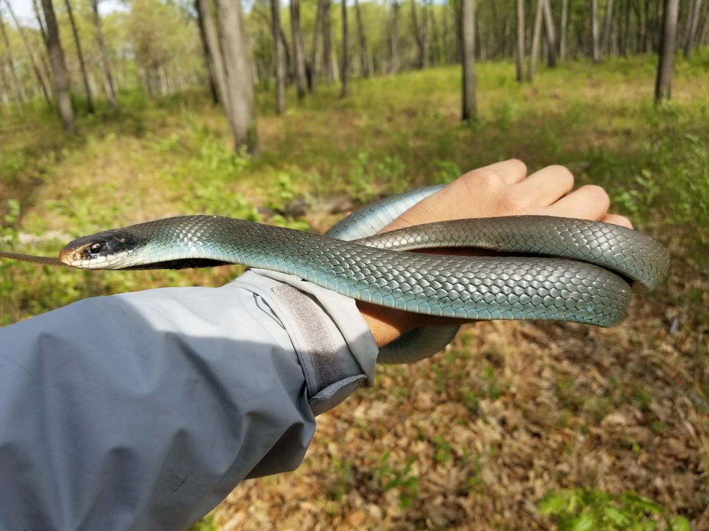 A Cobrinha Azul / The Blue Racer