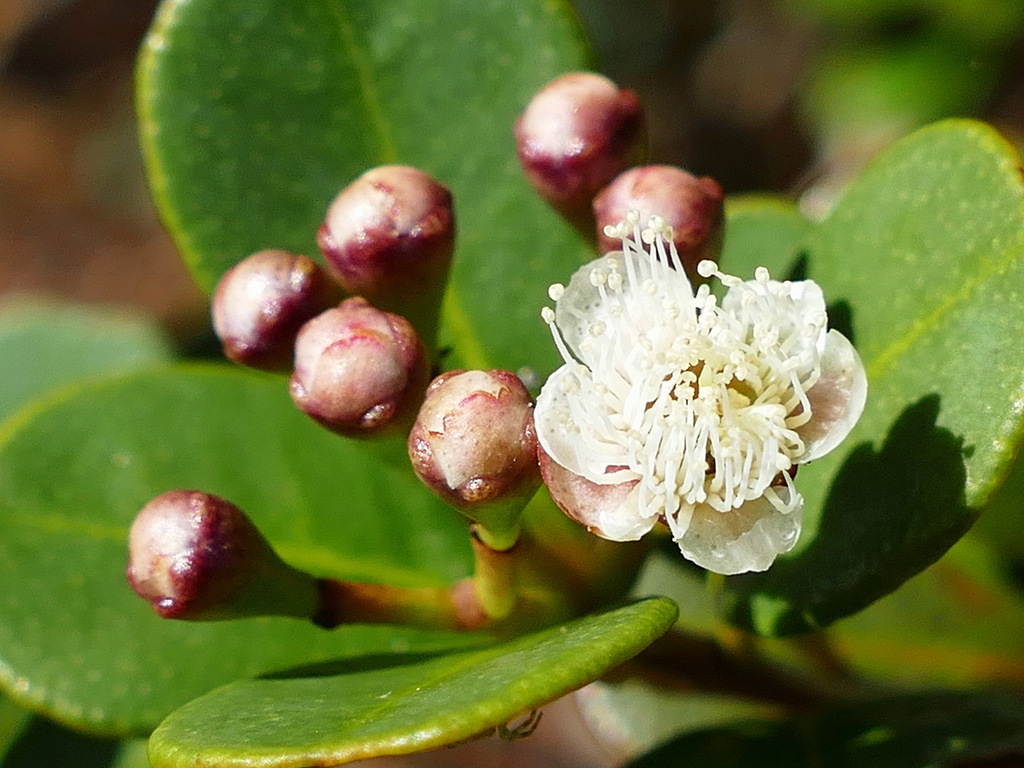 Syzygium ngoyense