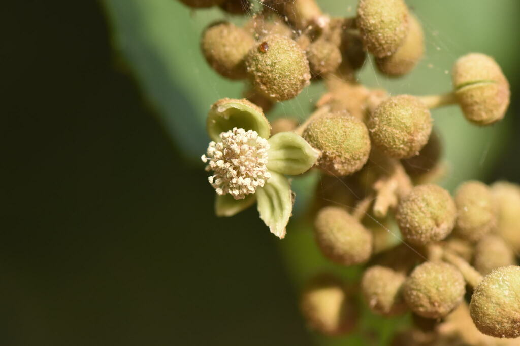 Alim / Melanolepis multiglandulosa: Philippine Medicinal Herbs / Philippine  Alternative Medicine