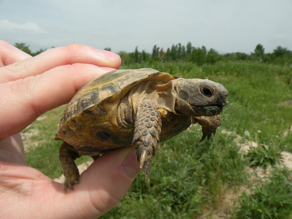 Afghan Tortoise in April 2012 by Jake Smith · iNaturalist