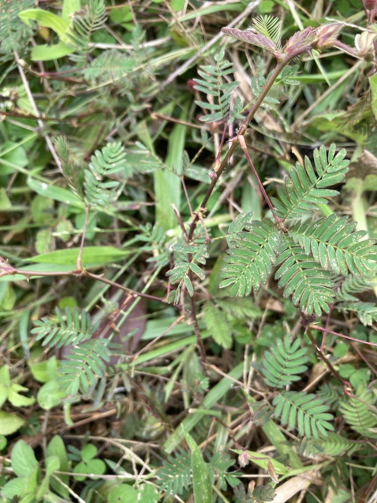 Sensitive Plant from Kuttanad, Alappuzha, KL, IN on September 07, 2022 ...