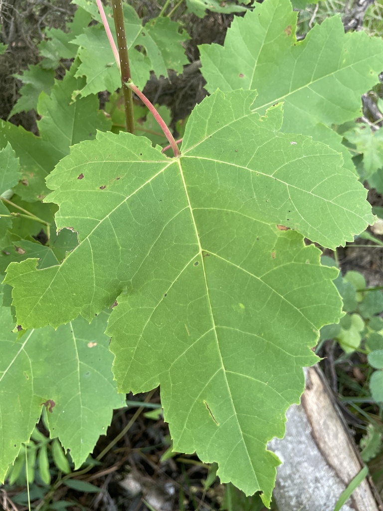 red-maple-from-cape-breton-university-cape-breton-ns-ca-on-september