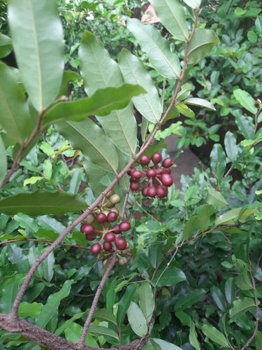 polyalthia (Polyalthia suberosa)