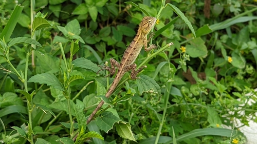 Indian Garden Lizard