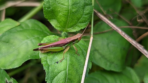 Spathosternum prasiniferum
