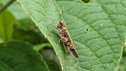 Carinate Locust