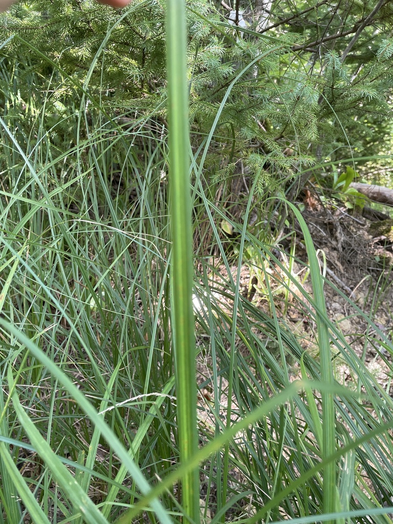 true-sedges-from-cape-breton-university-cape-breton-ns-ca-on
