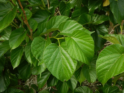 Morus boninensis