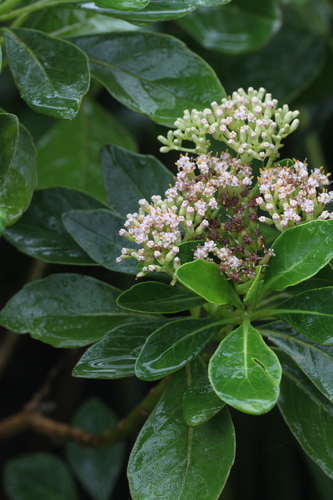 Dendrocacalia