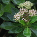 Dendrocacalia crepidifolia - Photo (c) Bridelia, όλα τα δικαιώματα διατηρούνται, uploaded by Bridelia