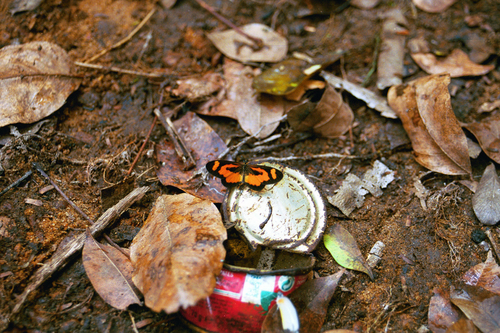 Orange-streak Acraea