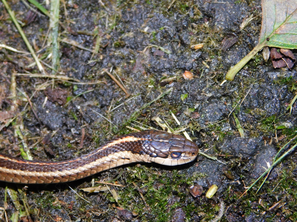 Northwestern Garter Snake From Pacific County, WA, USA On September 6 ...