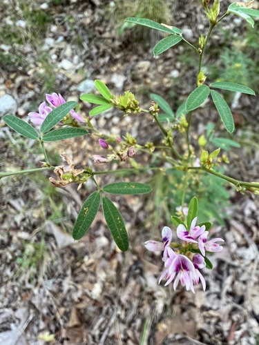 Lespedeza X acuticarpa