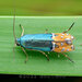 Lepidotarphius perornatella - Photo (c) 豆豆, all rights reserved, uploaded by 豆豆