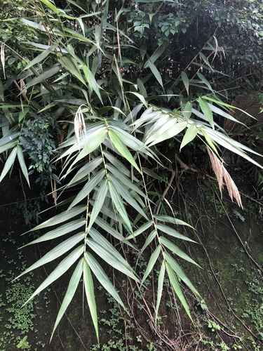 Thysanolaena