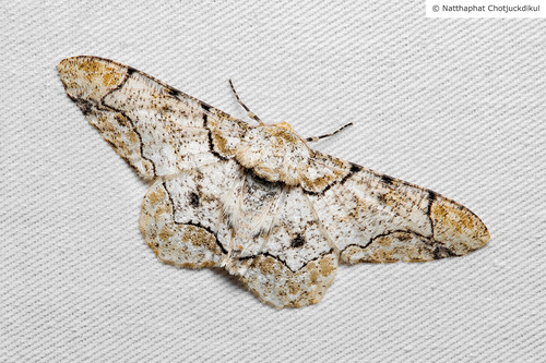 Biston bengaliaria (Guenée, 1858)