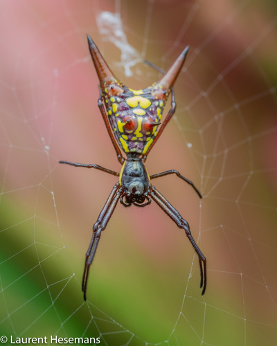 Micrathena sexspinosa