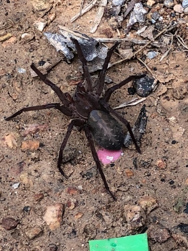 Arkansas wandering spider