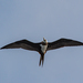 Ascension Frigatebird - Photo (c) ToutTerrain, all rights reserved, uploaded by ToutTerrain