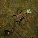 Selenops mexicanus - Photo (c) lacey underall, todos os direitos reservados