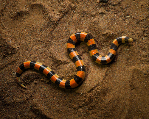 Banded Sand Snake