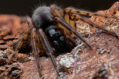 Snake-back Spider