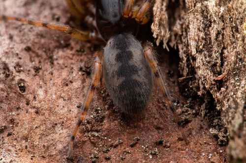 Snake-back Spider