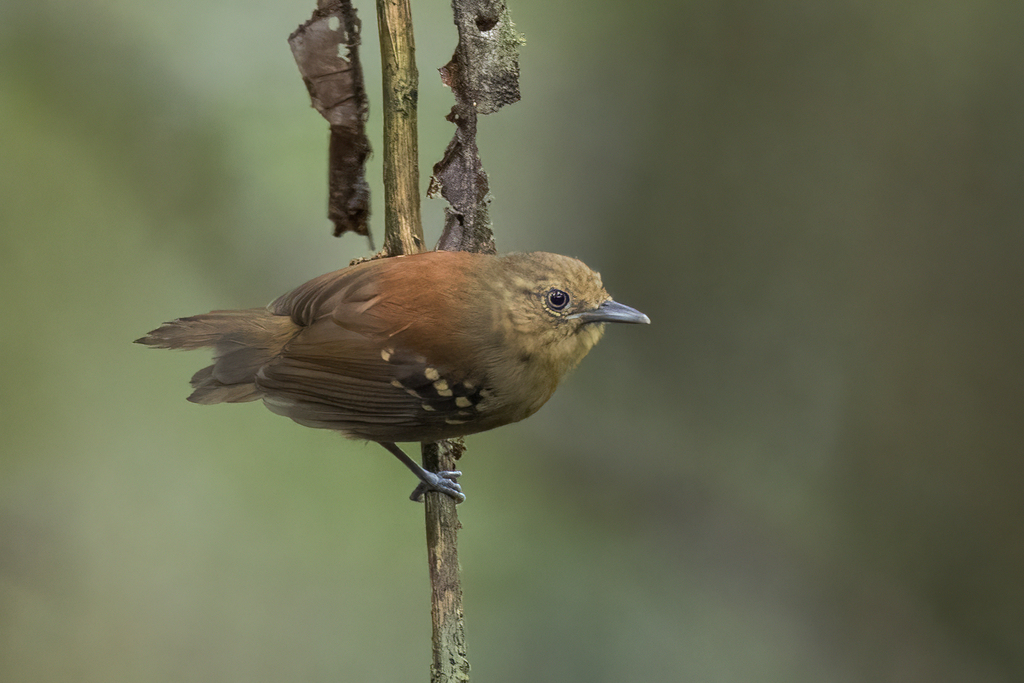 Rufous-backed Stipplethroat (Epinecrophylla haematonota) photo