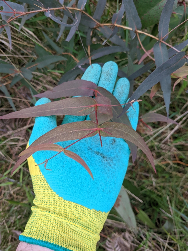 narrowleaf peppermint gum from Lilydale VIC 3140, Australia on