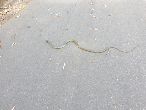 Common Tree Snake sighting