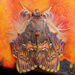 Walker's Moth - Photo (c) Laurent Hesemans, all rights reserved, uploaded by Laurent Hesemans